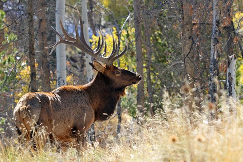 Vic Schendel, Bull Elk in the Forest (Hirsch, Hirschgeweih, Tier, Wild, Mehrender, majestätisch, Wald, Bäume, Aufmerksam, Fotografie, Wohnzimmer, Wunschgröße, bunt)