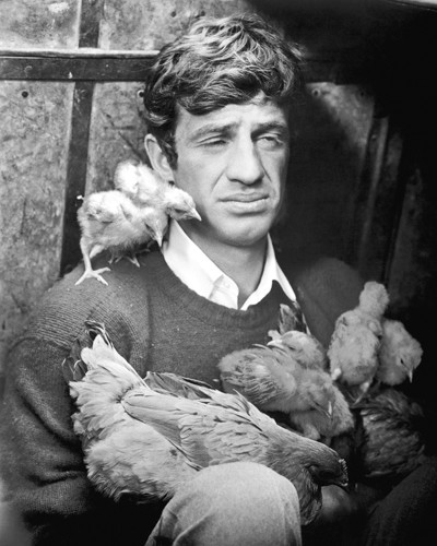 Hollywood Photo Archive, Jean Paul Belmondo (Belmondo, Portrait, Hühner, Küken, Schauspieler, Nostalgie,  Filmklassiker, Portrait, Persönlichkeiten, Fotografie,  Wohnzimmer, Kino, Wunschgröße, schwarz/weiß)