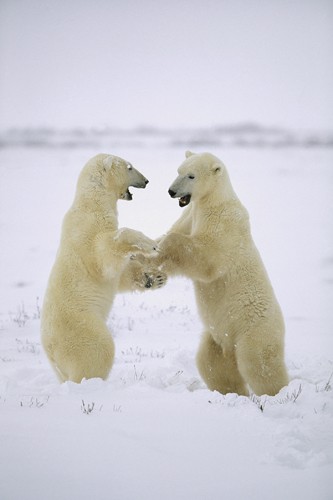 Konrad Wothe, Polar Bear two males play-fighting, Huds (Eisbären, Tiere, Raubtiere, Kampf, Spiel, Schnee, Eis, Polar, Kälte, Fotografie, Wohnzimmer, Treppenhaus, Wunschgröße, bunt)