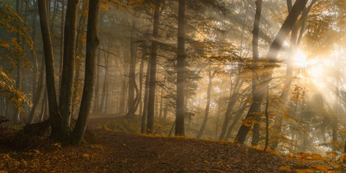 Norbert Maier, Forest Light (Wald, Natur, Bäume, Sonnenstrahlen, Sonnenlicht, herbstlich, Fotografie, Wohnzimmer, Treppenhaus, Wunschgröße, bunt)