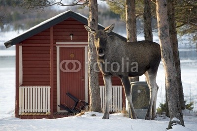 Blickfang, Elch an Hütte Norwegen (lofoten, norge, hütte, rot, polarkreis, winter, arktis, niemand, natur, landschaft, elch, säugetier, wild animal)