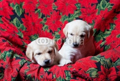 Brenda Carson, Lab Puppies (welpe, hund, labor, retriever, haustier, weihnachten, rasse, jung, weiß, 2, portrait, hübsch, canino, klein, sitzend, legenden, stühl)