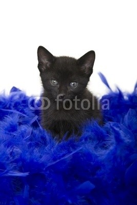 Brenda Carson, Puss in Poof (katzenbaby, katze, schwarz, blau, haustier, white background, jung, natur, schönheit, boa, sitzend, portrait, tier, katzen, federn, hübsch, weich, anschmiegsam, sit, klein, futurity, säugetie)