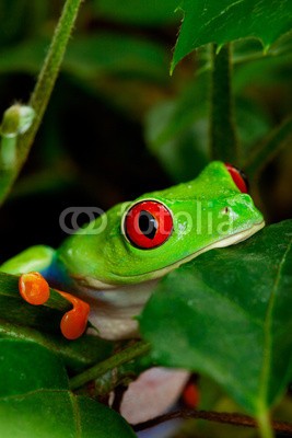 Brenda Carson, Red Eyed Tree Frog Closeup (frosch, haustier, amphibians, exotisch, natur, rot, grün, tier, charmant, colourful, costa, rica, ökologie, auge, eyeball, gesicht, finger, wald, verstecken, urwald, leaf, springen, blick, lieblich, natürlich, neu, nachsehen, sit, klein, thinking, unk)