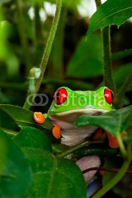 Brenda Carson, Red Eyed Tree Frog in Leaves (haustier, frosch, exotisch, amphibie, tier, wildlife, charmant, bunt, costa, quaken, ökologie, auge, augapfel, gesicht, finger, wald, grün, verstecken, urwald, leaf, springen, blick, lieblich, natürlich, natur, neu, linsen, rot, beruhigt, sit, klei)