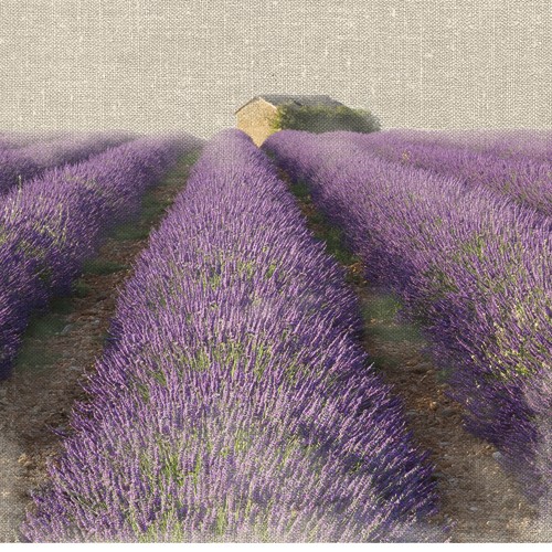 Bret Straehling, Lavender Field (Lavendel, Lavendelfeld, Blüten, Sommer, Einsamkeit, Haus, mediterran, Fotokunst, Wohnzimmer, Wunschgröße, bunt)