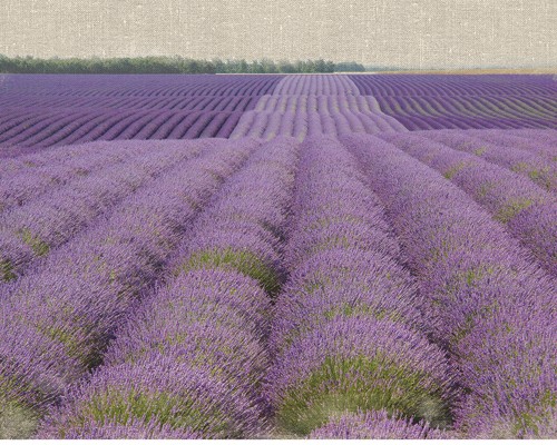 Bret Straehling, Lavender on Linen 2 (Lavendel, Lavendelfeld,Hügel, Blüten, Sommer, Einsamkeit,  mediterran, Fotokunst, Wohnzimmer, Wunschgröße, bunt)
