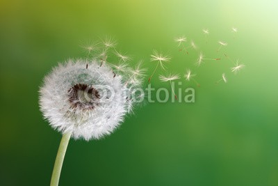 Brian Jackson, Dandelion clock in morning sun (Wunschgröße, Fotografie, Photografie, 
Natur, Nahaufnahme, Blume, Blüte, Samen, Löwenzahn, Pusteblume, wind, Fallschirme, Wellness, Arztpraxis, weiß / grün)