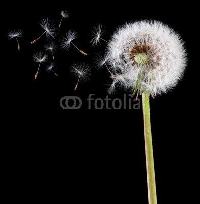 Brian Jackson, Dandelion seeds in the wind (lÃ¶wenzahn, samen, zuwachs, wind, flora, blume, frÃ¼hling, sommer, jahreszeit, entwicklung, stage, blÃ¼tenstand, bewegung, unkraut, fliegender, zerbrechlichkeit, stengel, natur, blÃ¼hen, schÃ¶nheit, neues leben, flaumig, schwarz, makro, close-up, nieman)