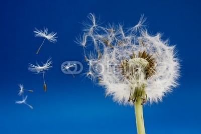 Brian Jackson, Dandelion (frÃ¼hling, lÃ¶wenzahn, wunsch, blume, samen, sommer, himmel, hintergrund, schlag, schÃ¶nheit, schÃ¶ner, brise, spaÃŸ, fliege, fliegender, himmel, natur, sonne, sunlight, spaziergang, wind, urlaub, freiheit, flora, blau, hell, atem, umwelt, federn, unkrau)