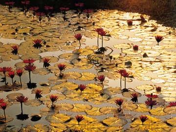 Bruno Baumann, Lotus Pond (Teich, Seerosenteich, Wasserpflanzen, Blüten, Abendstimmung, Entspannung, Wellness, Badezimmre, Treppenhaus, Fotografie, bunt)