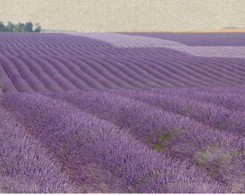 Bret Straehling, Lavender on Linen 1 (Lavendel, Lavendelfeld,Hügel, Blüten, Sommer, Einsamkeit,  mediterran, Fotokunst, Wohnzimmer, Wunschgröße, bunt)