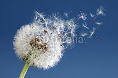 Brian Jackson, Dandelion clock dispersing seed (lÃ¶wenzahn, trÃ¤ume, wechseln, blume, samen, glÃ¼ck, wind, blau, sommer, frÃ¼hling, himmel, natur, uhren, hintergrund, pflanze, fliegender, unkraut, spaÃŸ, niemand, sunlight, blauer himmel, zeit, blume, blÃ¼tenstaub, bestÃ¤ubung, zerbrechlichkeit, stenge)