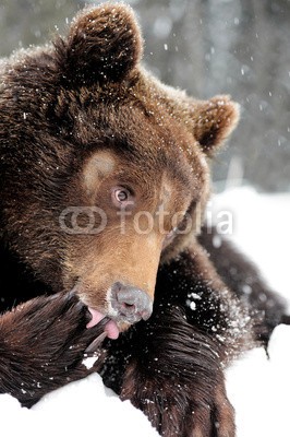 byrdyak, Bear (tier, tier, ard, hintergrund, bär, biest, schöner, schönheit, braunbär, braun, tier, reiflich, fleischfressend, behutsam, kalt, verfärbt, gefährlich, ökologie, fauna, flora, wald, pelz, heimat, jagen, life, säugetier, natur, grizzly, knurren)