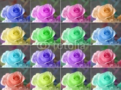 c, Popart roses (Wunschgröße, Fotokunst, Modern, Pop-Art, Reproduktion, Blume, Blüte, Rose, Wohnzimmer,  Jugendzimmer, Wintergarten, bunt)