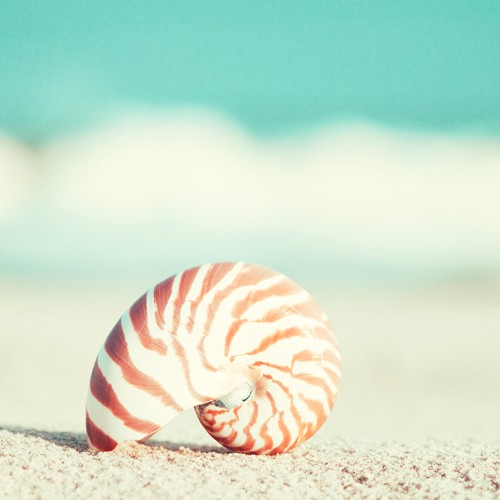 Carolyn Cochrane, Nautilus (Fotokunst, Meeresbrise, Nautilus, Kopffüßler, Perlboote, Schalentier,  Sandkörner, Sand, Nahaufnahme, Badezimmer, Wellness, Arztpraxis, bunt)