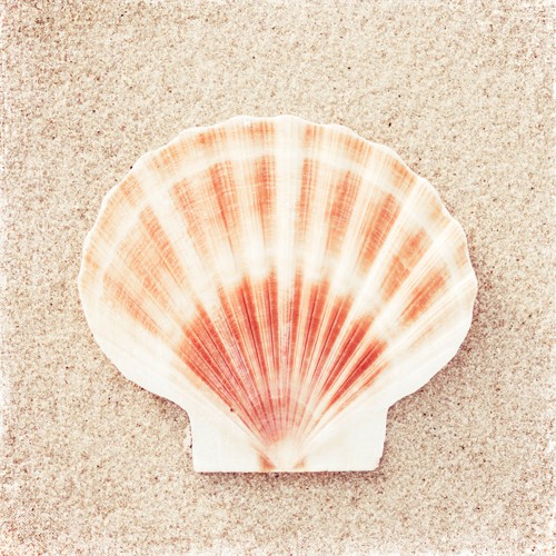 Carolyn Cochrane, Scallop Shell (Fotokunst, Meeresbrise, Jakobsmuschel, Muschel, Muschelschale,  Schalentier,  Sandkörner, Sand, Nahaufnahme, Badezimmer, Wellness, Arztpraxis, bunt)