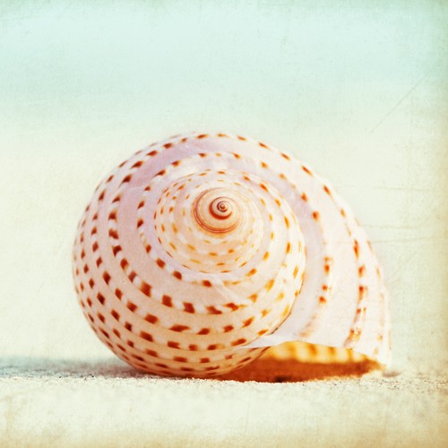 Carolyn Cochrane, Seashell Voices (Fotokunst, Meeresbrise, Meeresschnecke, Schneckehaus, Sandkörner, Sand, Nahaufnahme, Badezimmer, Wellness, Arztpraxis, bunt)