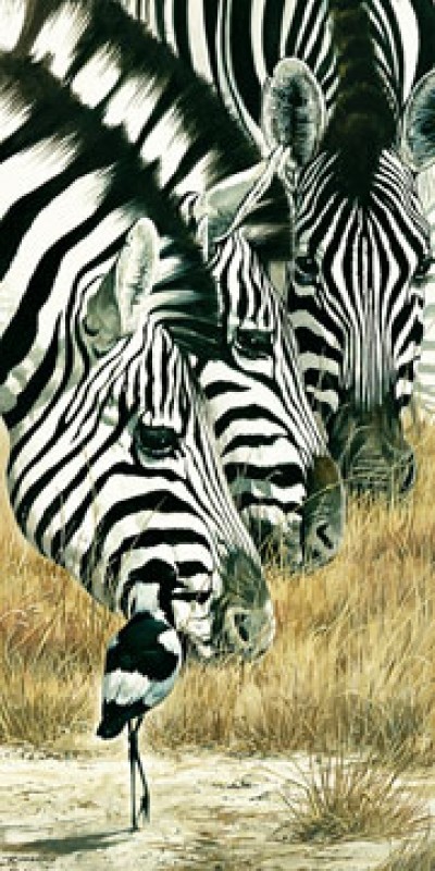 Renato Casaro, Black and White (Natur, Afrika, Tier, Zebra, schwarz / weiß, fressen, grasen, Wohnzimmer, Esszimmer Kunst, Modern, Malerei, Fotorealismus, bunt)