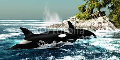 Catmando, Orca Killer Whales (Wunschgröße, Fotokunst, Tierwelt, Wasserwelt, Wal, Paar, Meeresbrise, Meer, Küste, Horizont, Arztpraxis, Jugendzimmer, bunt)