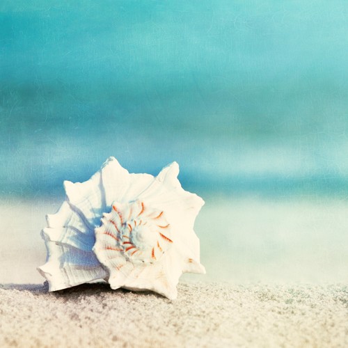 Carolyn Cochrane, Paradise (Fotokunst, Meeresbrise, Meereschnecke, Schneckenhaus,  Sandkörner, Sand, Meer, Nahaufnahme, Badezimmer, Wellness, Arztpraxis, bunt)