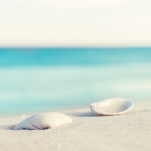 Carolyn Cochrane, Serenity (Fotokunst, Meeresbrise,Strand, blaues Meer, Muschelschalen, Schalentier, Gelassenheit, Sandkörner, Sand, Nahaufnahme, Badezimmer, Wellness, Arztpraxis, bunt)