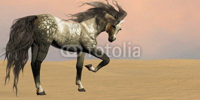 Catmando, Desert Arabian Horse (Wunschgröße, Fotokunst, Apfelschimmel, Araber, Wüste, Himmel, Landschaft, Leuchten, Zauber, Magie, Fantasie, Mythos, Märchen, Jugendzimmer, Schlafzimmer, Wohnzimmer, bunt)