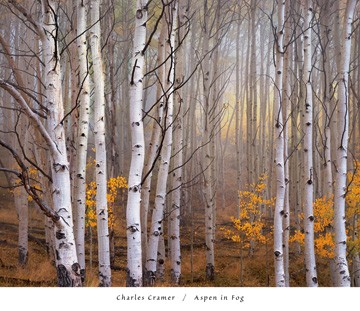 Charles Cramer, Aspen in Fog (Landschaften,Bäume,Birken,Wald,Colorado,Amerika,Wohnzimmer,Flur)