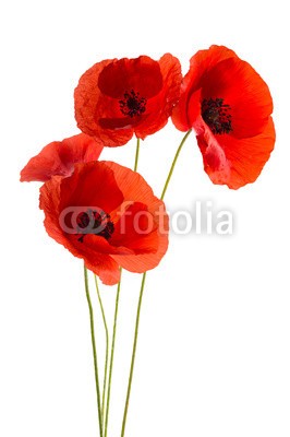 Chlorophylle, Coquelicots (Wunschgröße, Fotokunst, Natur, Blumen, Blüten, Mohn, Klatschmohn, Arztpraxis, Wellness, Wintergarten, Wohnzimmer, Schlafzimmer, rot / weiß)