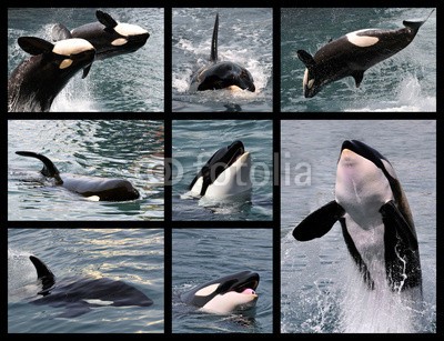 Christian Musat, Eight photos mosaic of killer whales (Orcinus orca) (Wunschgröße, Fotografie, Wale, Killerwale, Orka, Meereswelten, Meer, Ozean, Meeresriesen, Momentaufnahmen, Schwertwal, Natur, Collage, Mosaik, Badezimmer, bunt)