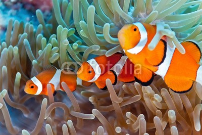 crisod, Clownfish (Wunschgröße, Fotografie, Photografie, Unterwasserfotografie, Natur, Meeresbrise, Ozean, Meer, Korallen, Korallenfische, Clownfisch, Anemone, Wellness, Arztpraxis, bunt)