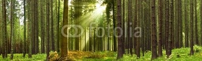 danielschoenen, Schwarzwald (wald, tannenbäume, morgens, licht, sonne, sommer, panorama, black forest, grün, sonnenstrahl, baum, ruhe, stille, holz, landwirtschaft, urlaub, urlau)