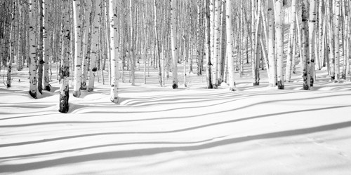 Dave Butcher, Aspen Shadows (Wunschgröße, Landschaftsfotografie, Winterwald, Winter, Schnee, Kälte, Birkenwald, Licht / Schatten, Treppenhaus, Wohnzimmer, schwarz/weiß)