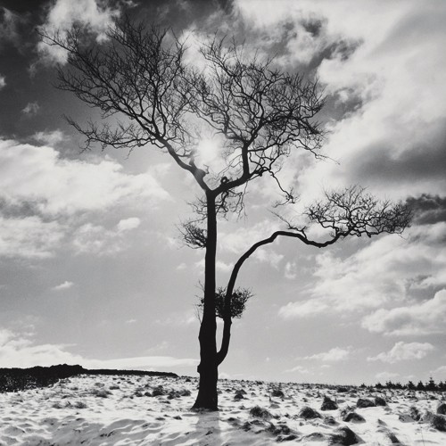 Dave Butcher, Lone Tree # 2, Peak District, England (Wunschgröße, Landschaftsfotografie, Baum, Winter, Schnee, Himmel, Arztpraxis, Büro, Wohnzimmer, Treppenhaus, schwarz/weiß)