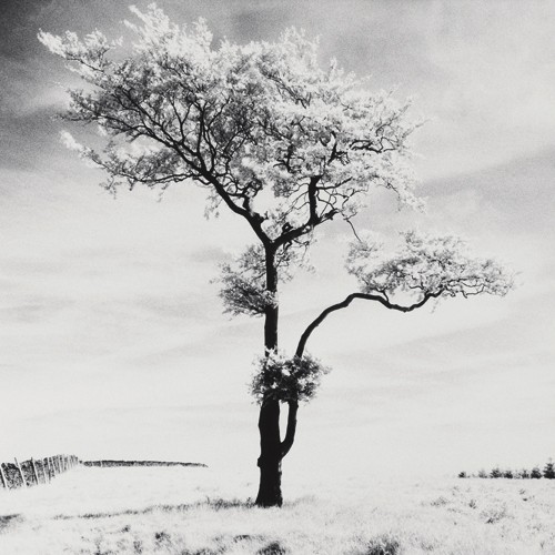 Dave Butcher, Lone Tree # 3, Peak District, England (Wunschgröße, Fotokunst, Landschaftsfotografie, Baum, Winter, Schnee, Himmel, Arztpraxis, Büro, Wohnzimmer, Treppenhaus, schwarz/weiß)