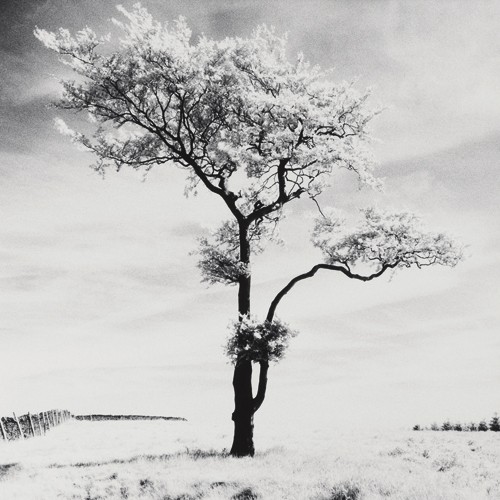 Dave Butcher, Lone Tree # 3, Peak District, England (Wunschgröße, Fotokunst, Landschaftsfotografie, Baum, Winter, Schnee, Himmel, Arztpraxis, Büro, Wohnzimmer, Treppenhaus, schwarz/weiß)