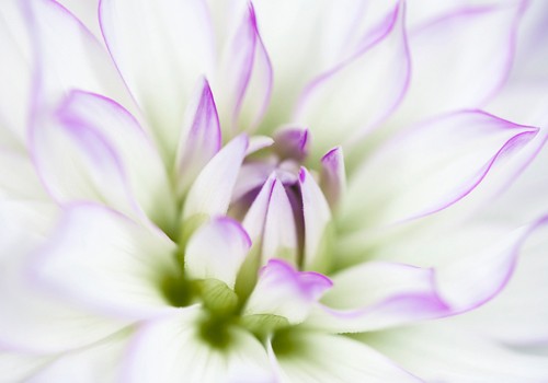 Dawn Leblanc, Dahlia (Wunschgröße, Malerei, Fotorealismus, Blüte, Blütenblätter, Dahlie, makro, Schönheit, Natur, Wohnzimmer, Treppenhaus, weiß / lila)
