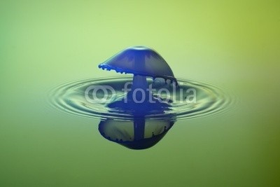 Daniel Nimmervoll, Wassertropfen (wassertropfen, schirm, rieseln, grün, gelb, bunt, blau, aktion, formular, makro, schließen, details, nass, natur, natürlich, oberfläche, ruhe, ruhe, seele, spiegelung, tröpfchen, wasser, wasseroberfläche, welle, begrenzt, wasser, frieden, harmonisc)