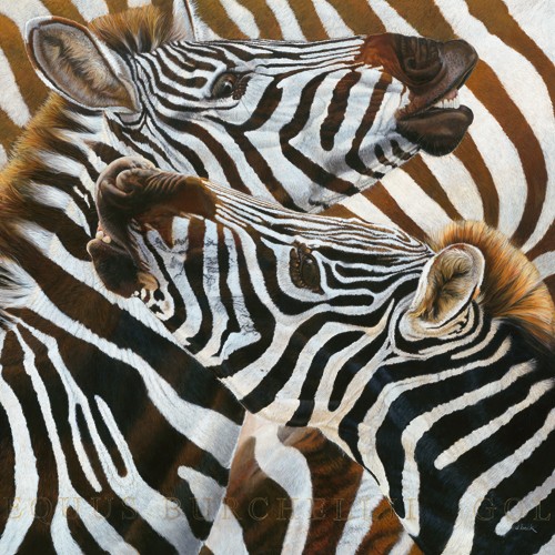 Danielle Beck, Deux gnrations dtalons (Zebras, Steppentier, Afrika, Zebrastreifen,  Fotorealismus, Flur, Jagdzimmer, Treppenhaus, Wohnzimmer, Wunschgröße,  bunt)