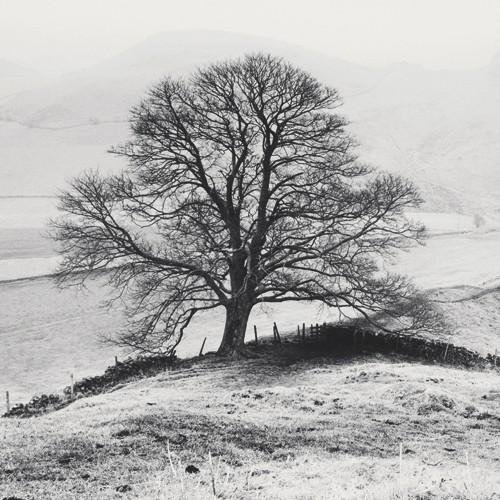 Dave Butcher, Misty Tree, Peak District,  England (Wunschgröße, Fotokunst, Landschaftsfotografie, Baum, Winter, Dunst, Fluss, Nebel, Wohnzimmer, Treppenhaus, Schlafzimmer, schwarz/weiß)