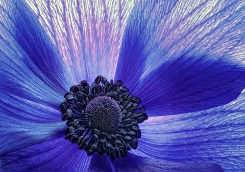 Dawn Leblanc, Windsong (Wunschgröße, Malerei, Fotorealismus, Blüte, Blütenblätter, Staubbeutel, Stempel, makro, Schönheit, Natur, Wohnzimmer, Treppenhaus, dunkelbau / violett)