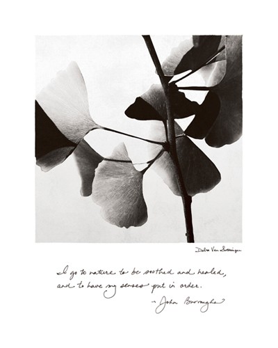 Debra Van Swearingen, Delicate Ginkgo (Motto, Leben, Inspiration, Ginkgo, Blätter, Zweig,  Fotokunst, Wunschgröße, Treppenhaus, schwarz/weiß)