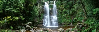 Dee Kramer, Minnamurra Rainforest (Landschaft, Wald, Wasserfall, Bäume, Regenwald, frisch, erfrischend, Australien, Fotokunst, Wunschgröße, Arztpraxis, Wohnzimmer, Treppenhaus, Büro, bunt)