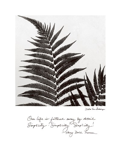 Debra Van Swearingen, Delicate Ferns (Motto, Einfachheit, Gräser, Farn, Blätter, filigran, Fotokunst, Wunschgröße, Treppenhaus, schwarz/weiß)