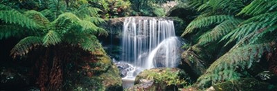 Dee Kramer, Blue Mountains (Landschaft, Wald, Wasserfall, Farn, üppig, frisch, erfrischend, Fotokunst, Wunschgröße, Arztpraxis, wohnzimmer, Treppenhaus, Büro, bunt)