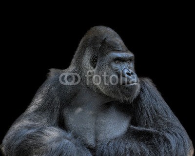 dfikar, Contemplative Gorilla (tier, gorilla, platz, portrait, tierpark, tier, affen, hintergrund, schwarz, grüblerisch, nachdenklich, isoliert, monkey, moody, gedankenverloren, primate, traurig, stoisch, denkend, wildlif)