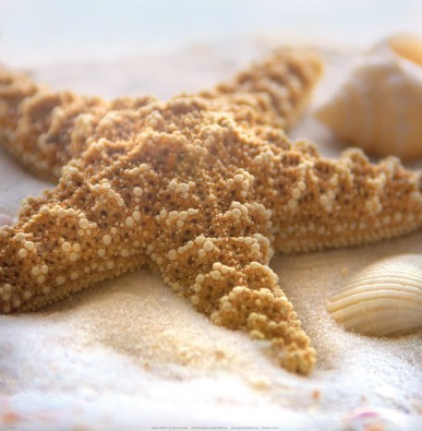 Donna Geissler, Beach Shell II (Seestern, maritim, Meerestier, versteinert, Meeresbrise, Sand, Muscheln, Fotografie, Badezimmer, Treppenhaus, beige/braun)