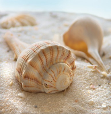 Donna Geissler, Beach Shell III (Meeresschnecke, Schneckenhaus, maritim, Meerestier, Meeresbrise, Sand, Muscheln, Fotografie, Badezimmer, Treppenhaus, beige/braun)