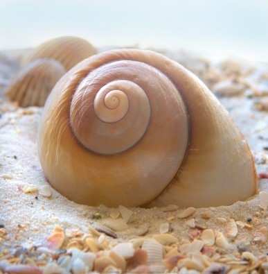 Donna Geissler, Beach Shell IV (Meeresschnecke, Schneckenhaus, maritim, Meerestier,Meeresbrise, Sand, Muscheln, Fotografie, Badezimmer, Treppenhaus, beige/braun)