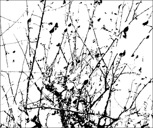 Didier MONTI-XHOFFER, Pommier, 2008 (Fotokunst, Modern, Baum, Apfelbaum, Äste, Blätter, Kontraste, Wohnzimmer, Treppenhaus, Arztpraxis, schwarz / weiß)